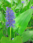 Preview: Hechtkraut - Pontederia cordata